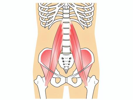 上半身と下半身を繋ぎ安定させる筋肉
